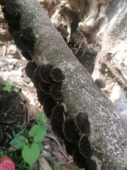 Hexagonia