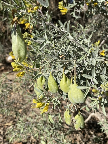 iNaturalist observation photo of Bladderpod