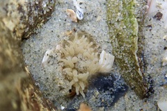 Actiniidae