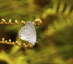 Candalides xanthospilos