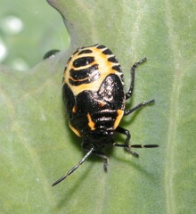 Eurydema