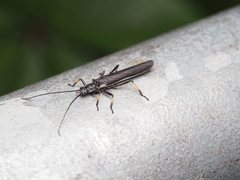 Austroperla cyrene