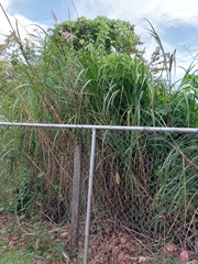 Saccharum spontaneum