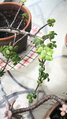 Portulacaria afra