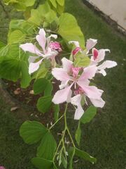 Bauhinia purpurea