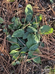 Prunella vulgaris