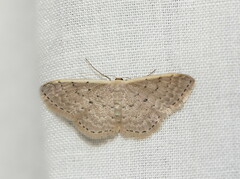 Idaea philocosma
