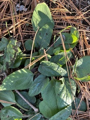 Prunella vulgaris