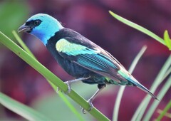 Stilpnia cyanicollis