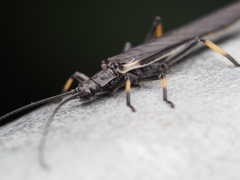 Austroperla cyrene