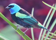 Stilpnia cyanicollis