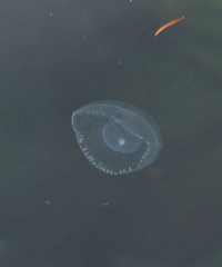 Aequorea victoria
