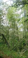 Bambusa vulgaris