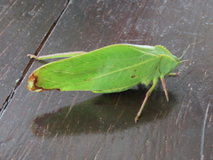 Steirodon