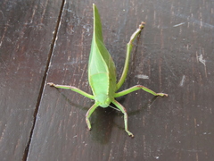 Steirodon