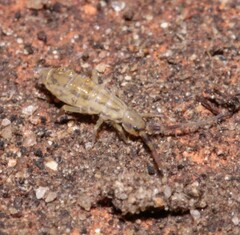 Orchesella