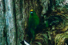 Cyanoramphus malherbi