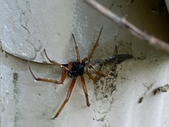 Steatoda nobilis