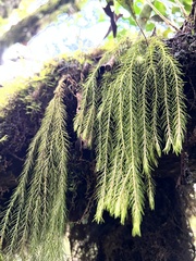 Lycopodiales