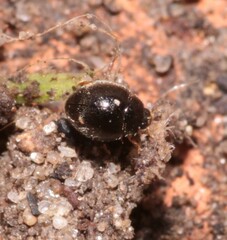 Stethorus pusillus