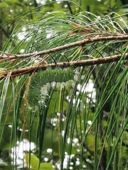 Pinus patula