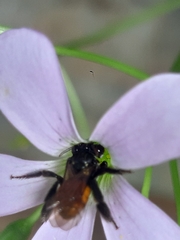 Trigona fulviventris