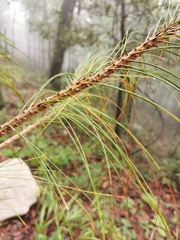 Pinus patula