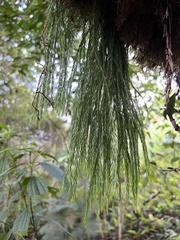 Lycopodiales