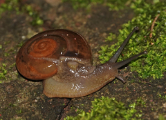 Macrochlamys hippocastaneum