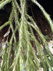 Lycopodiales