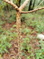 Pinus patula
