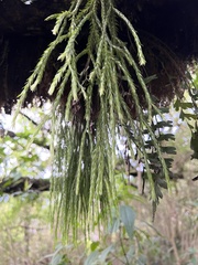Lycopodiales