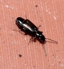 Microlestes