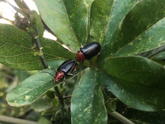 Cacoscelis nigripennis