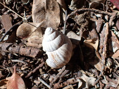 Lissachatina fulica