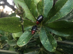 Cacoscelis nigripennis