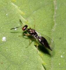Pteromalidae