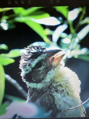Pheucticus melanocephalus