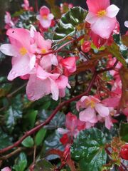 Begonia cucullata