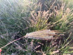 Dichanthium sericeum