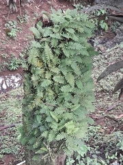 Pleopeltis polypodioides