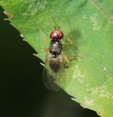 Chamaepsila