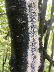 Prociphilus tessellatus