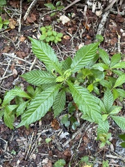 Psychotria nervosa