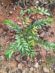 Sclerocroton integerrimus
