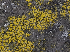 Candelariella efflorescens