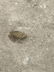 Pristimantis unistrigatus