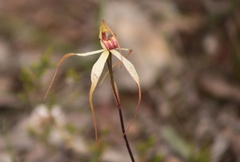 Caladenia fulva