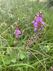 Desmodium intortum