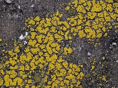 Candelariella efflorescens